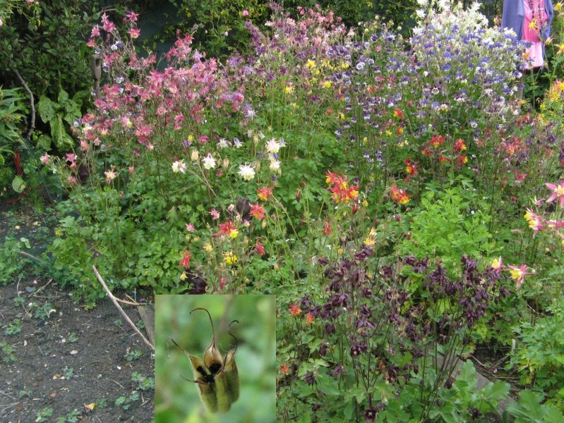 00 Aquilegia nursery rows flowering and  seedpod montage IMG_0600 - Copy.jpg
