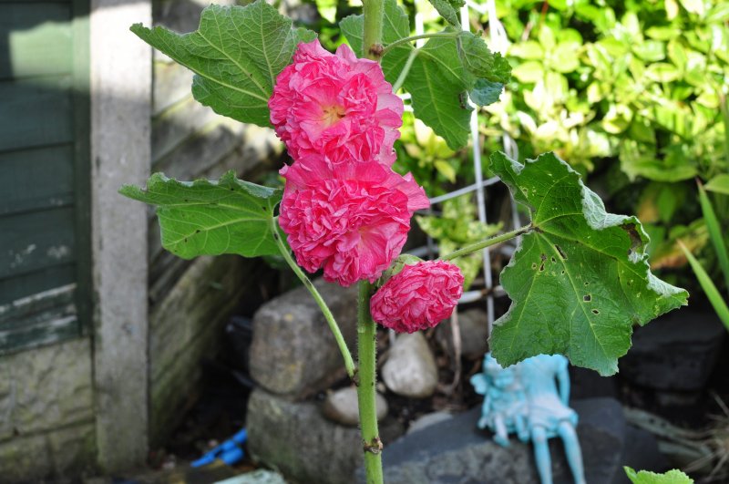 001Hollyhock.jpg