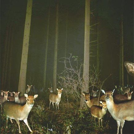 0034becd7383d5b4c6358cbb8c70e577--deer-photos-night-vision.jpg
