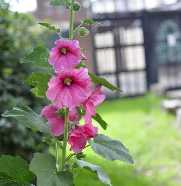 012Hollyhock.jpg
