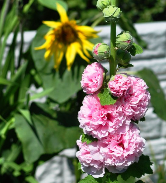 01chaters double.jpg