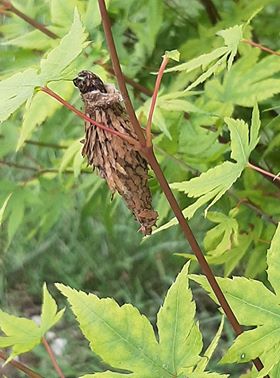 038 Bagworm.jpg