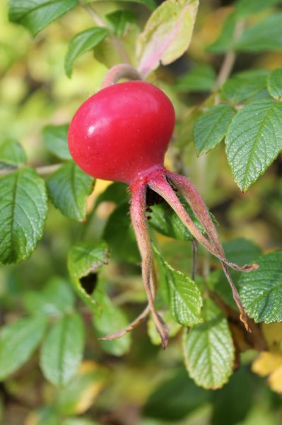 040 'Rugosa Rosehip'.JPG