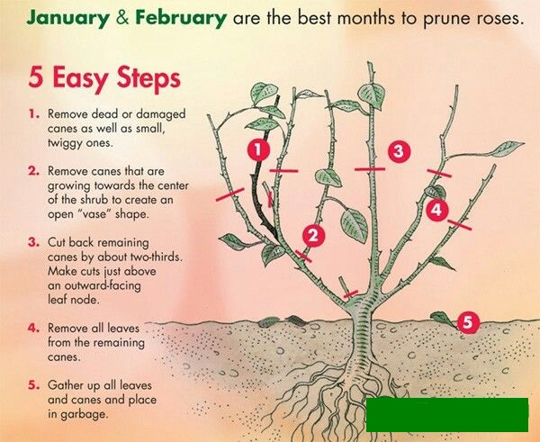 041 Pruning roses.jpg