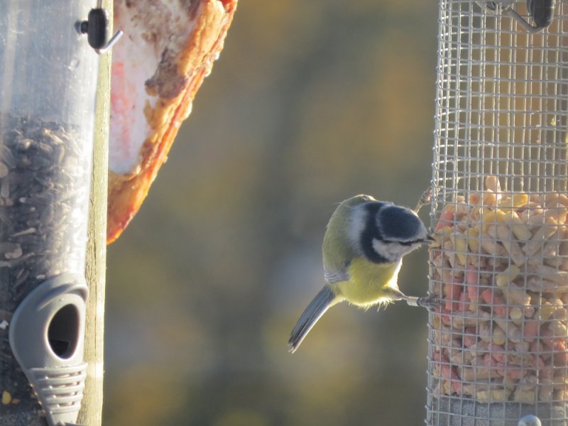 079 Blue Tit.JPG