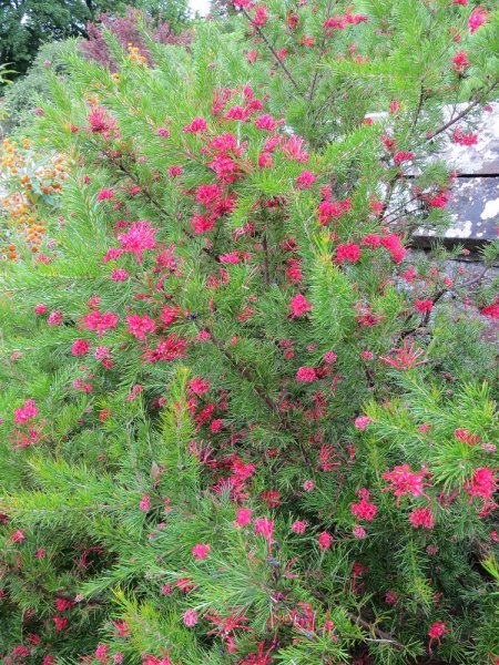 121 Grevillea 'Canberra Gem'.JPG