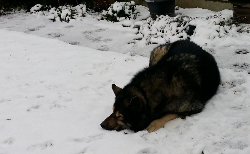 13 January 17 005 (2).jpg