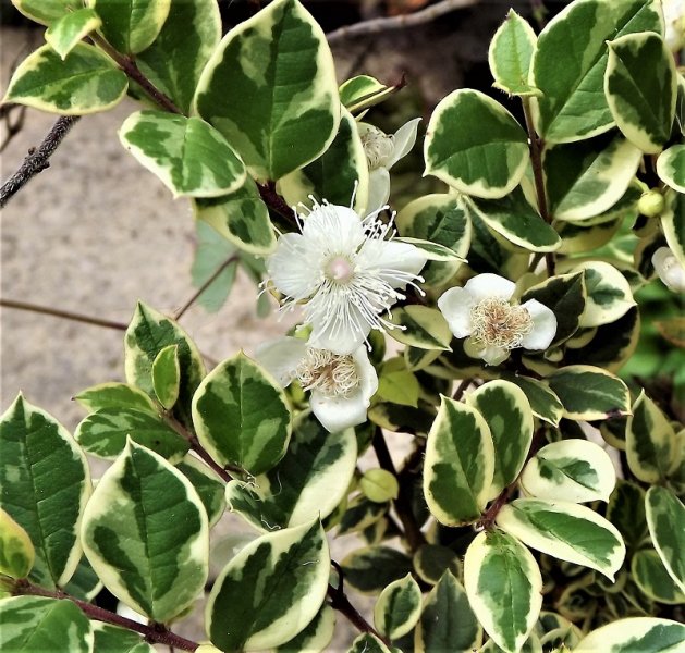 14 Myrtus Glanleam Gold.jpg