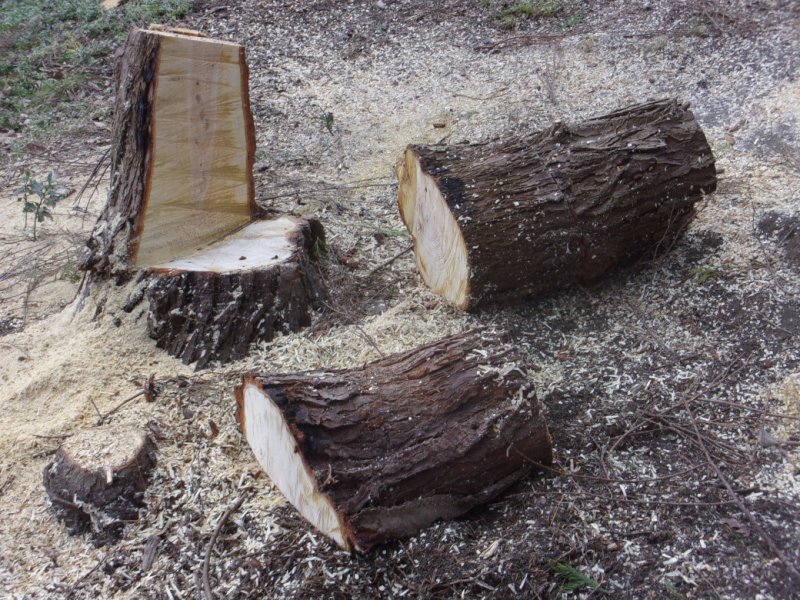 17 March 2022_0002.JPG