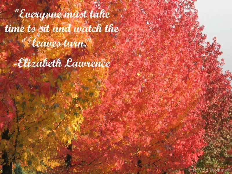 190407-quotes-about-fall-leaves.jpg
