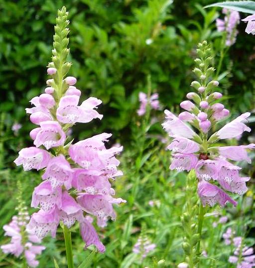 1Physostegia-virginiana-rosea1.jpg