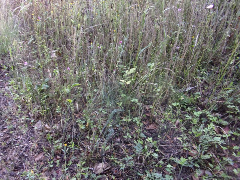 1st Aug 2022_0002.JPG