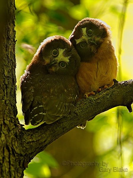 2-baby-owls.jpg