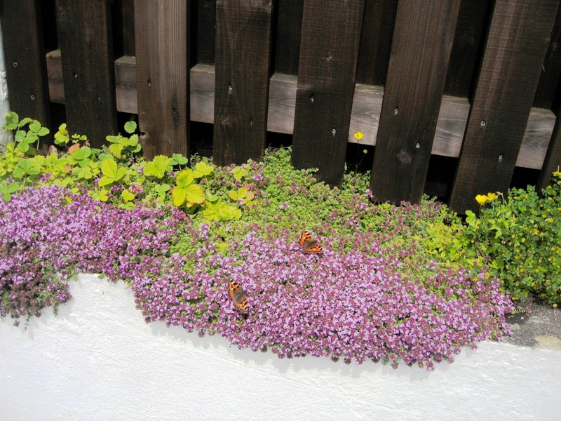 2 Tortoiseshell on Thyme.jpg