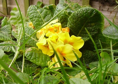 20112autumn garden042small.JPG