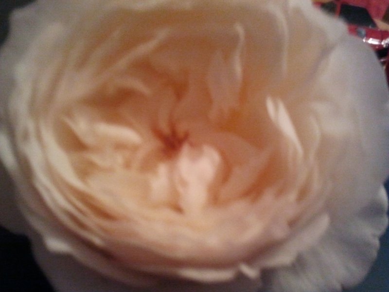 2012-09-08 19.52.56.jpg