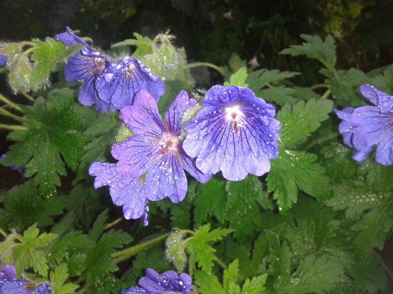 2013-06-28 19.28.43.jpg