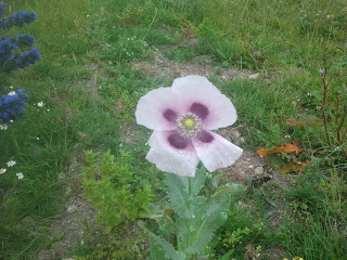 2014-07-06 08.57.43.jpg