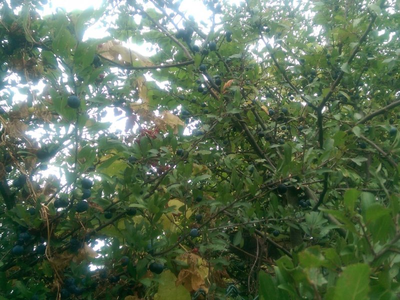 2014-09-04 14.30.31.jpg