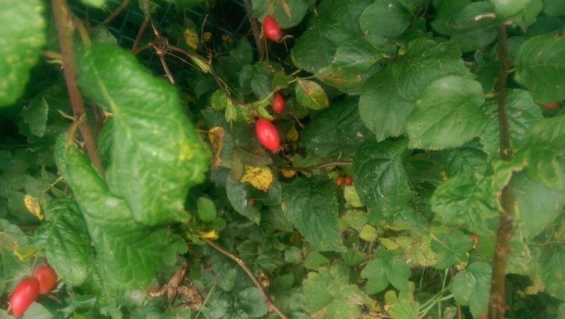 2014-09-04 14.32.07.jpg