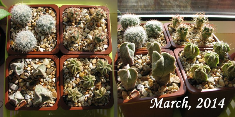 2014cactus.jpg