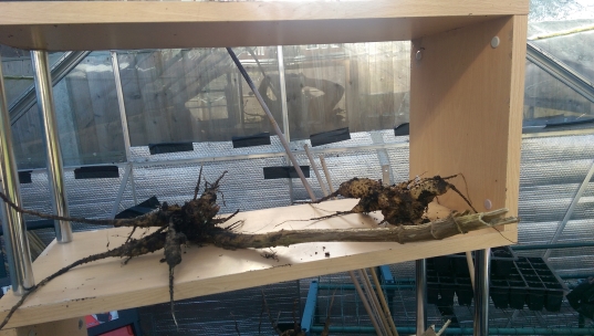 2015-02-18 12.09.39.jpg