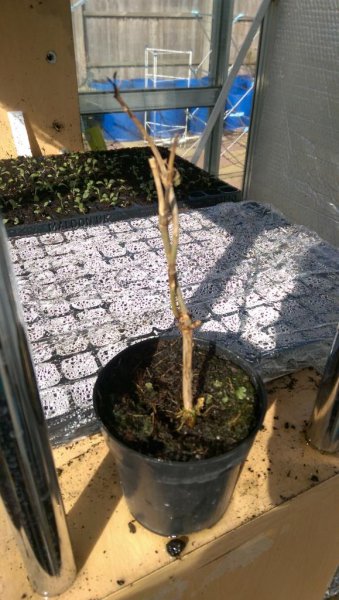 2015-04-15 16.12.38.jpg