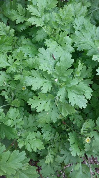 2015-05-04 17.36.34.jpg