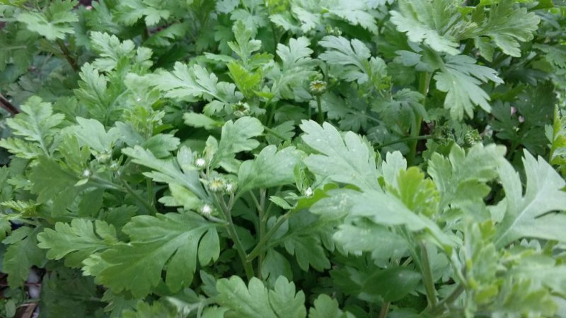 2015-05-04 17.37.11.jpg