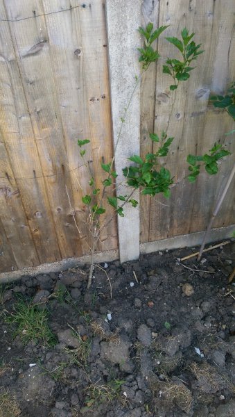 2015-06-04 16.19.25.jpg