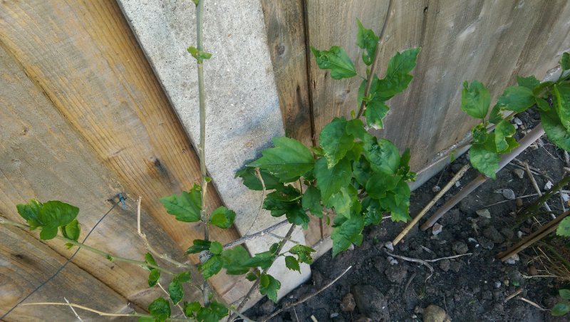 2015-06-04 16.19.34.jpg