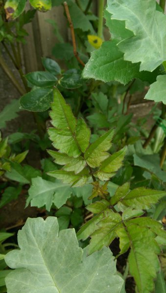 2015-06-08 16.09.24.jpg