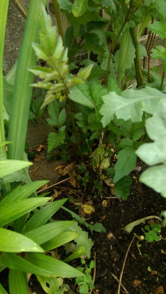 2015-06-08 16.09.33.jpg