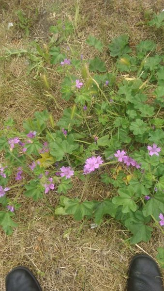 2015-07-02 10.07.12.jpg