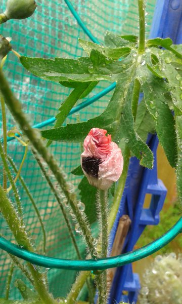 2015-07-13 16.01.35.jpg