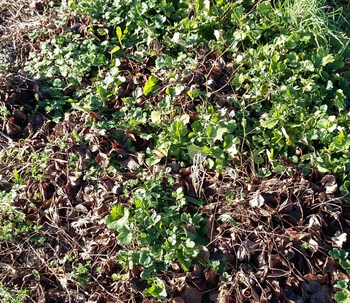 2016-01-11 12.51.54.jpg