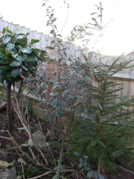 20160214_unknown tree.jpg