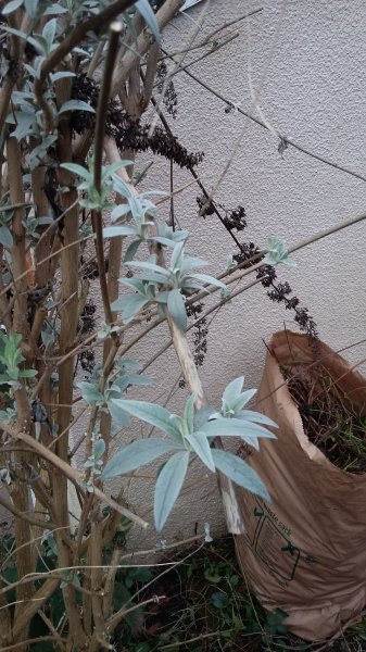 2017-01-15 13.14.58.jpg