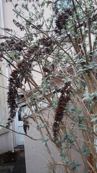 2017-01-15 13.15.06.jpg