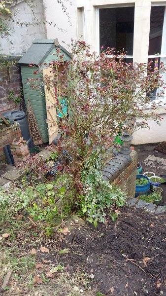 2017-03-12 14.30.52.jpg