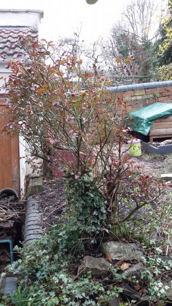 2017-03-12 14.31.05.jpg