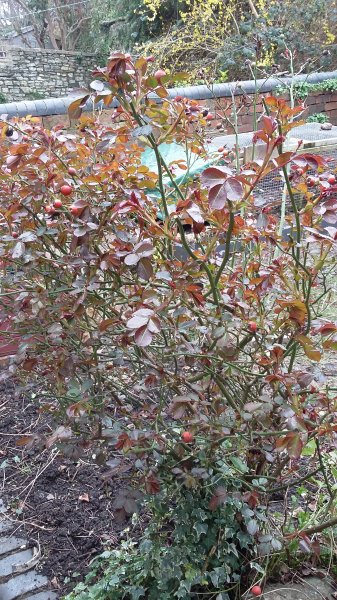 2017-03-12 14.31.14.jpg