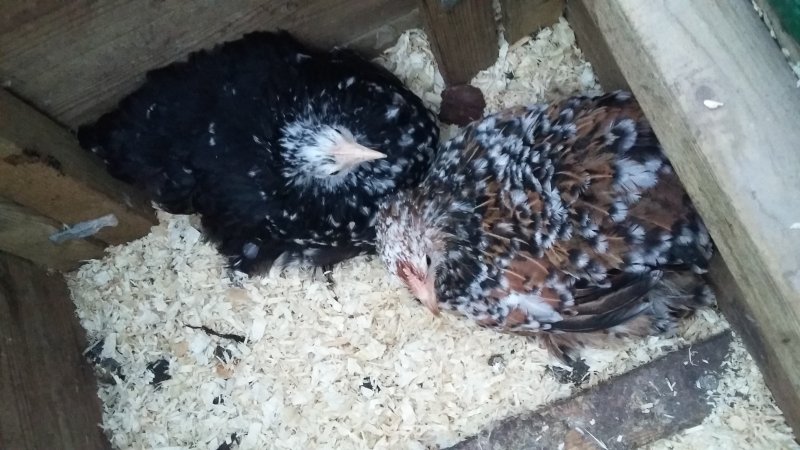 2017-03-18 18.16.19.jpg