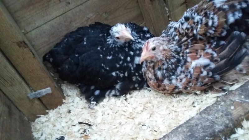 2017-03-18 18.16.28.jpg