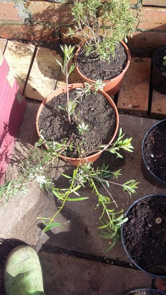 2017-03-26 11.39.54.jpg