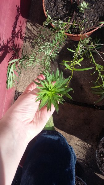 2017-03-26 11.39.59.jpg