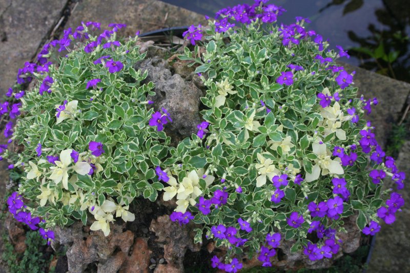 2017-03-28 18.22.09.jpg