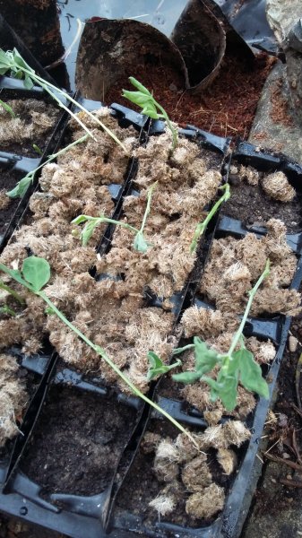 2017-04-01 18.39.29.jpg