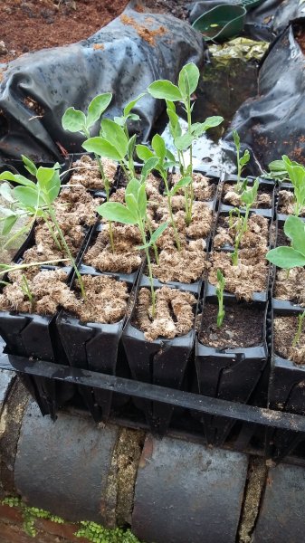 2017-04-01 18.39.32.jpg