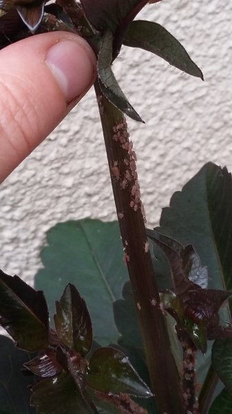 2017-05-18 19.04.16.jpg